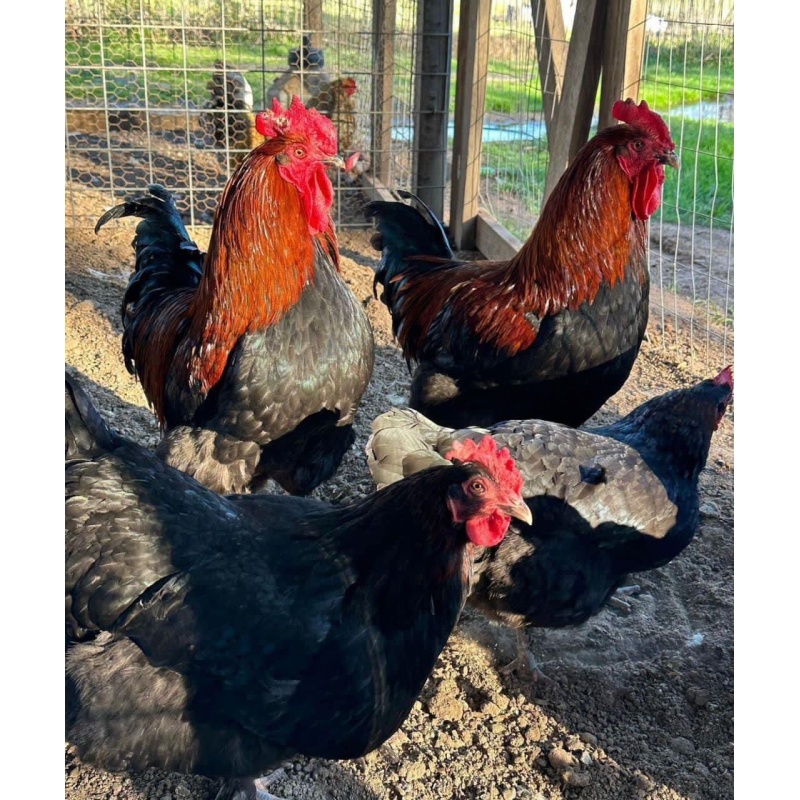 Black copper maran hens