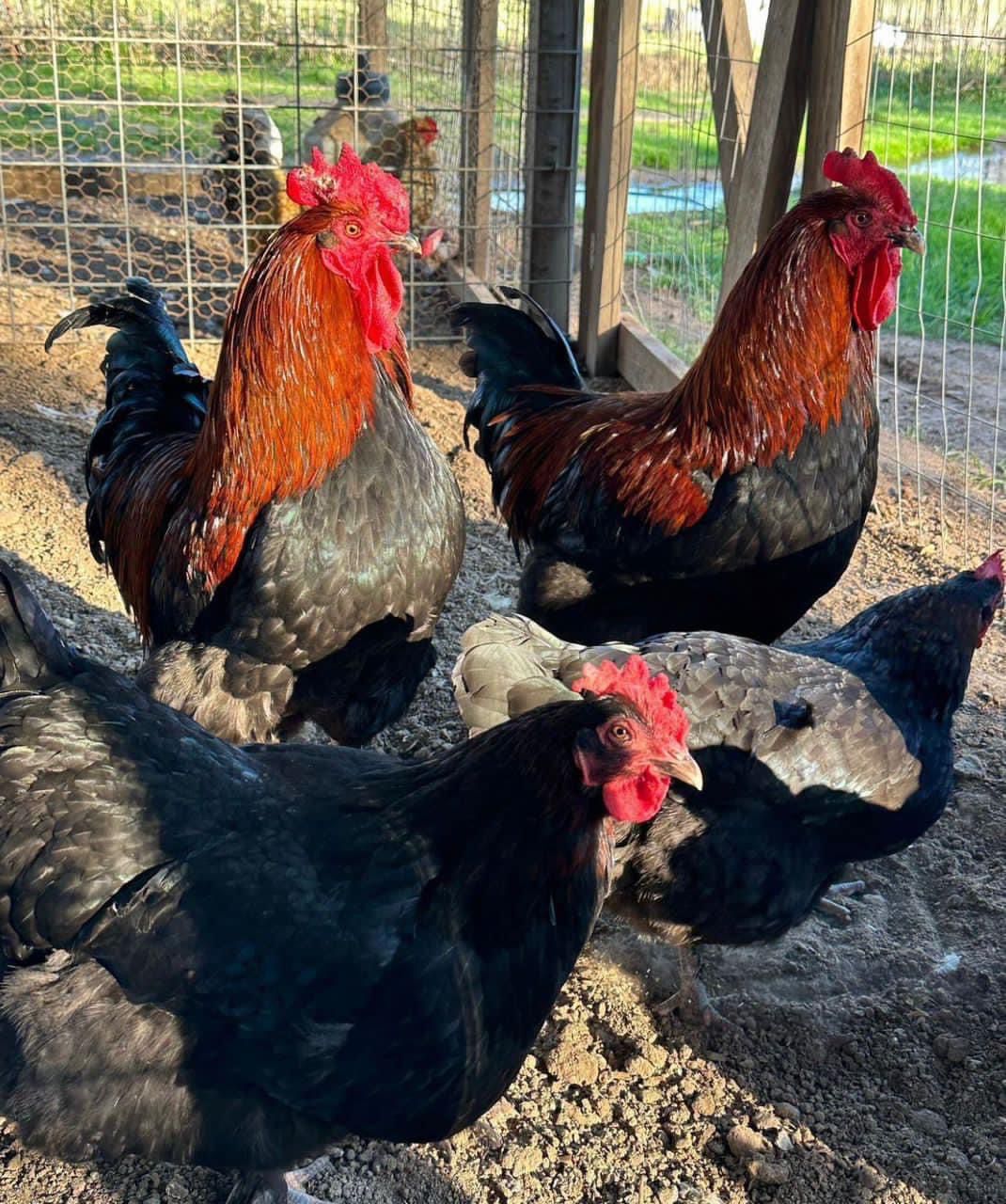 Black copper maran hens