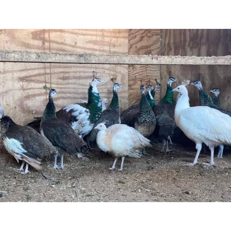 Peahens and Peacocks