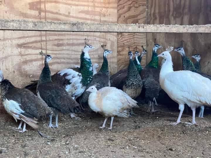 Peahens and Peacocks