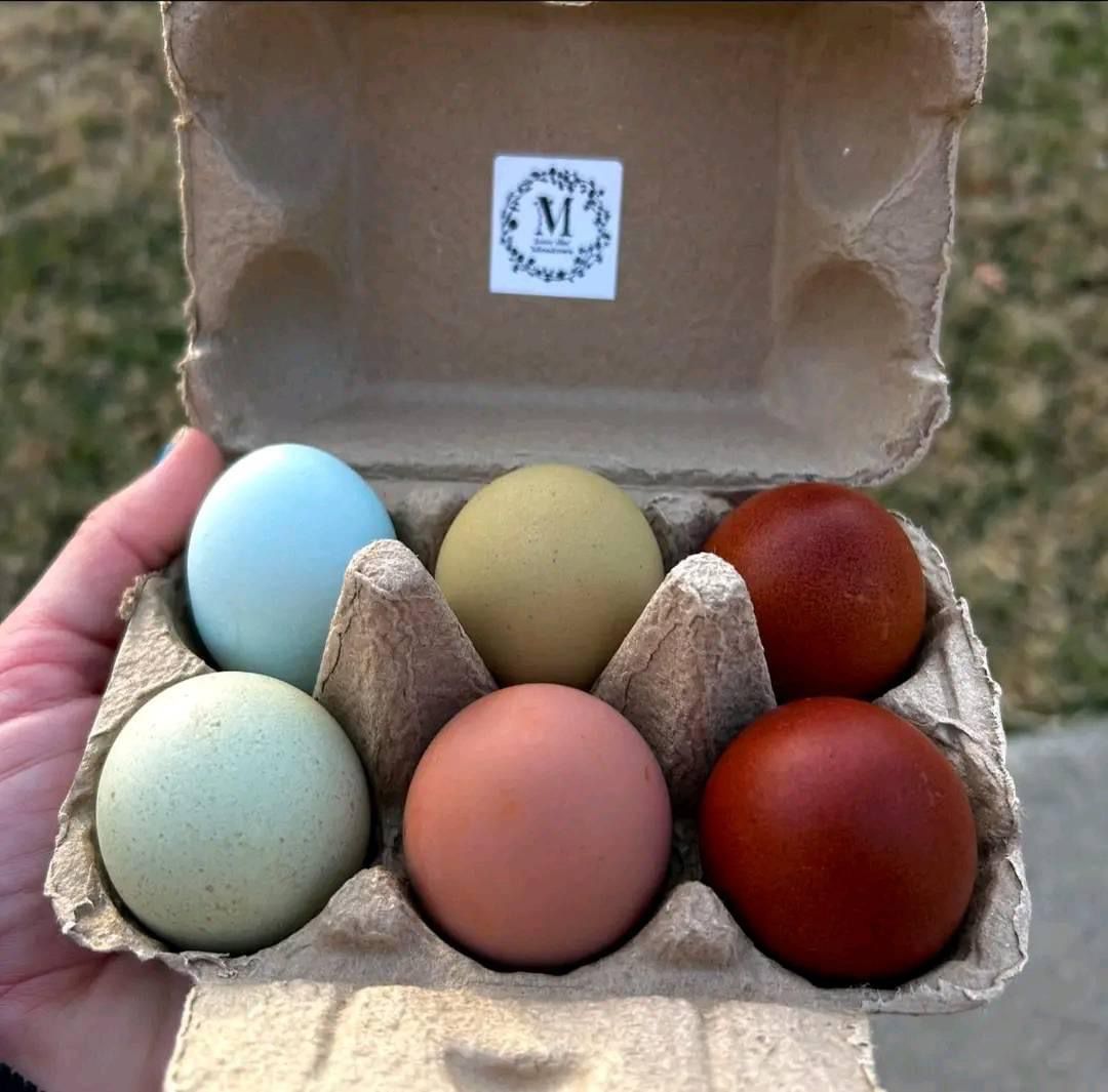 Marans, Easter eggers and Ameraucana eggs