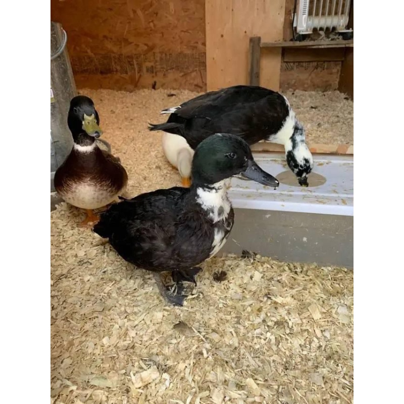 ducks (black Ancona/bibbled)